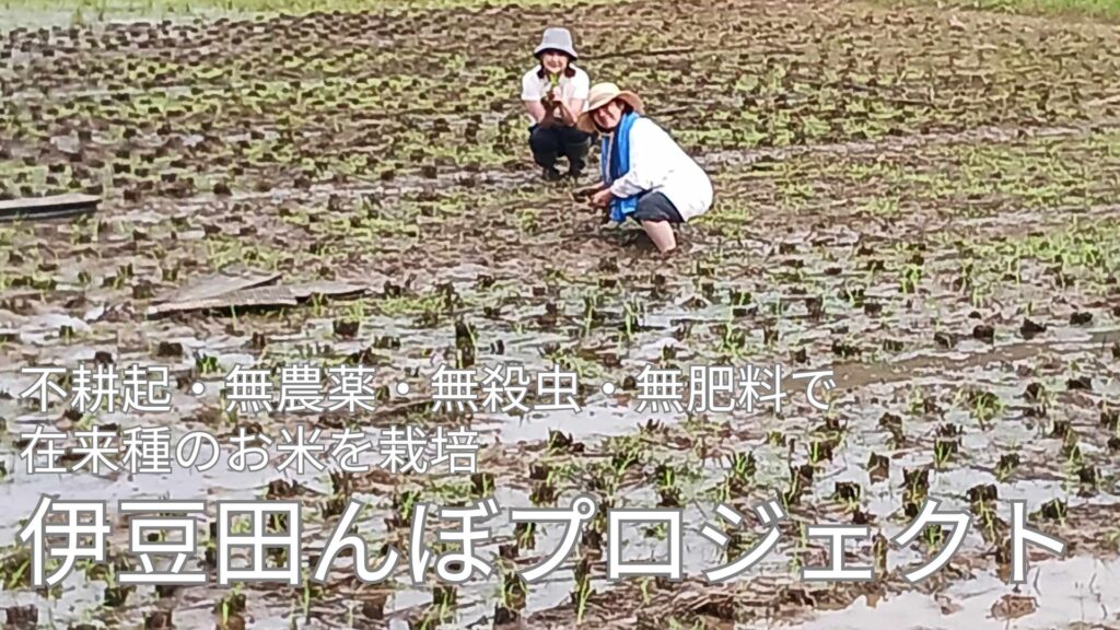 自然のエネルギーを実感！　伊豆田んぼプロジェクト