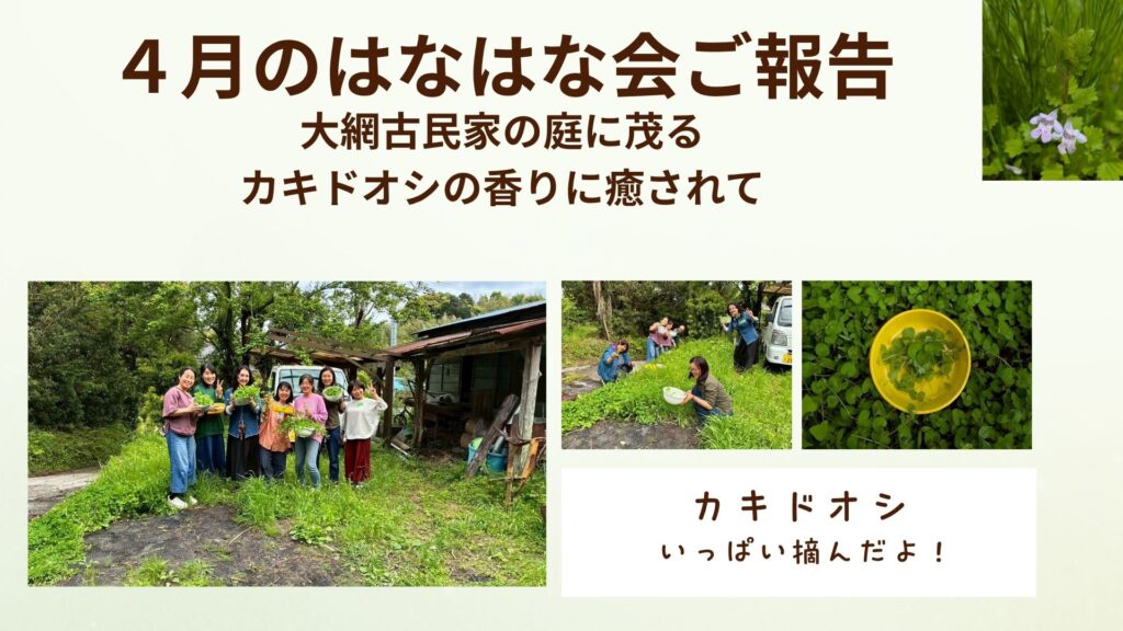 【４月の「はなはな会」ご報告】大網古民家の庭に茂る、カキドオシの香りに癒されて